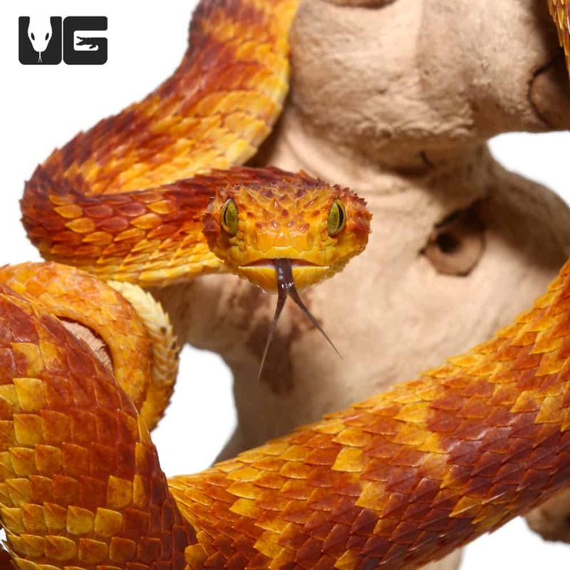 2021 Female Red With Orange Stripes Squamigera Bush Viper (Atheris squamigera) For Sale