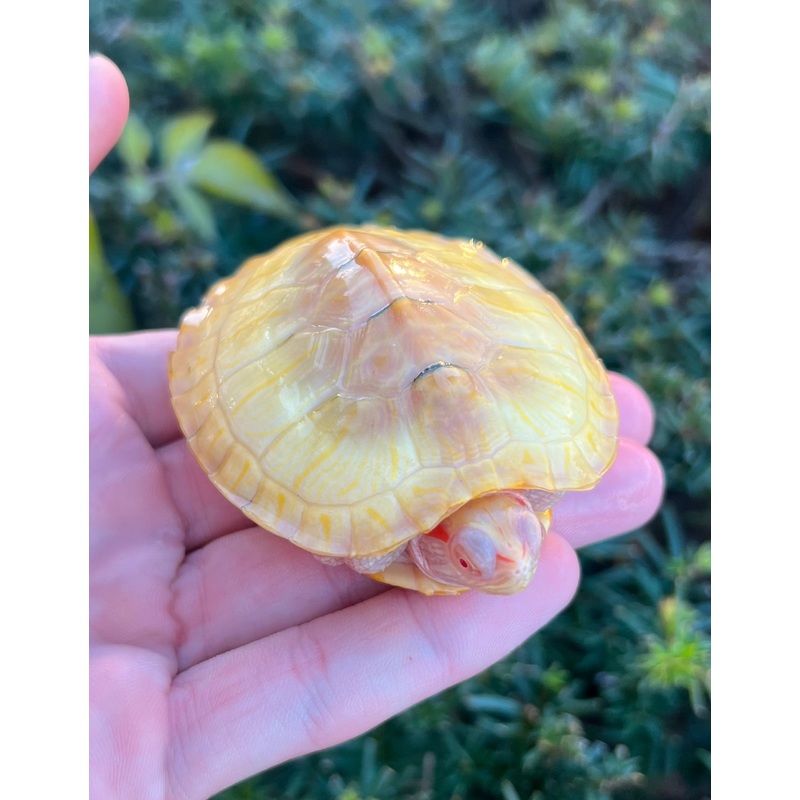 3-4 Albino Red-Eared Slider