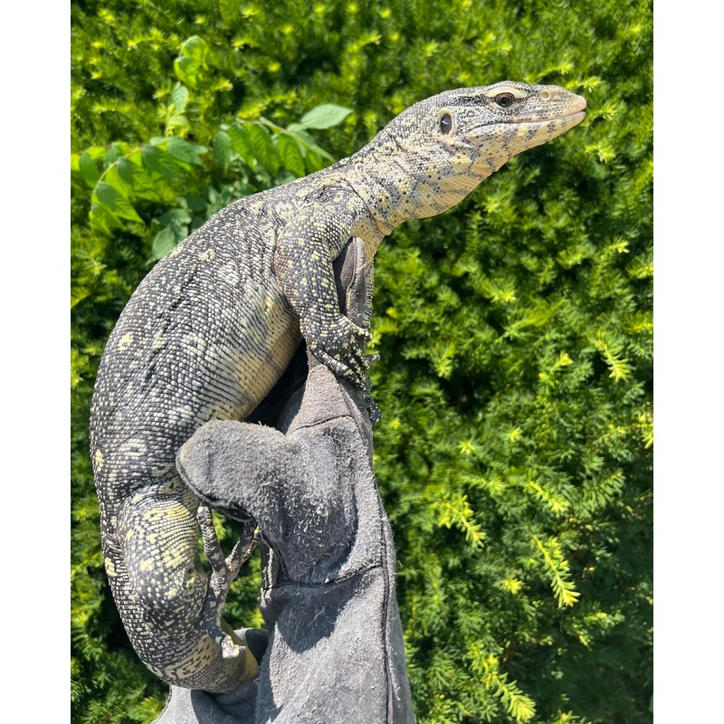 3 Ornate Nile Monitor