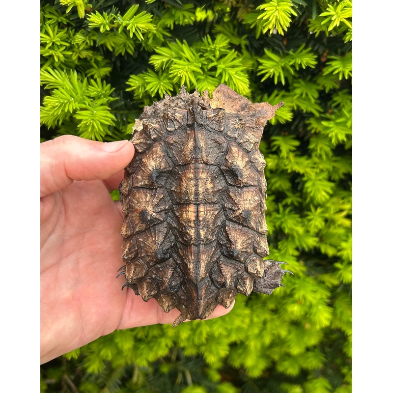 4 Mata Mata Turtle (2)