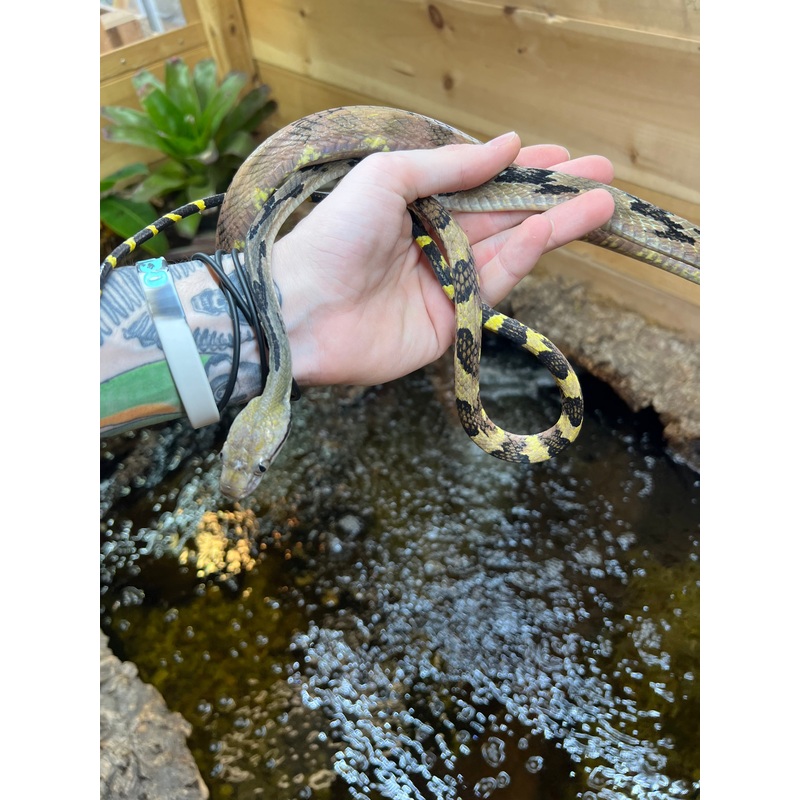 Adult Malaysian Dog-Toothed Cat Snake (Male 3)