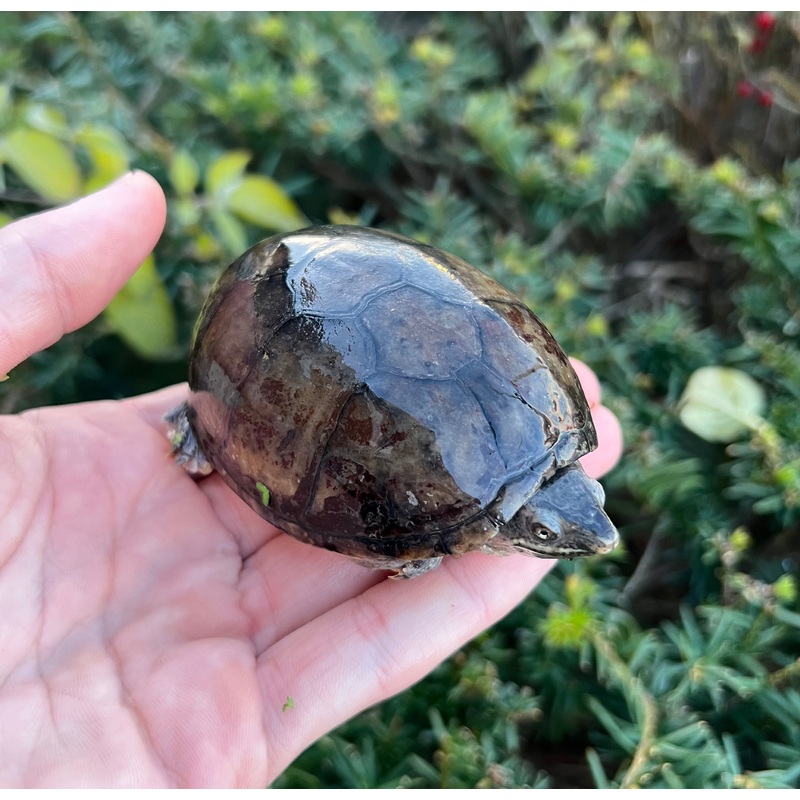 Adult Musk Turtle