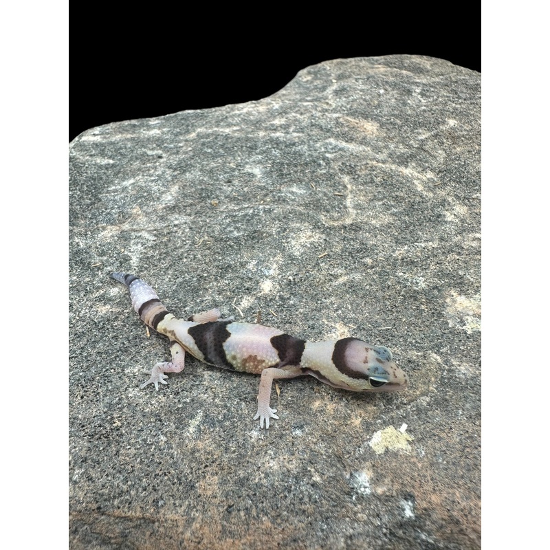 African Fat Tail Gecko (Whiteout Poss Het Caramel Patternless Zulu)