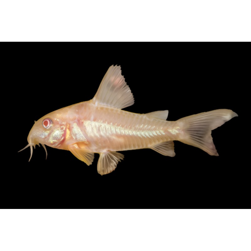 Albino Cory
