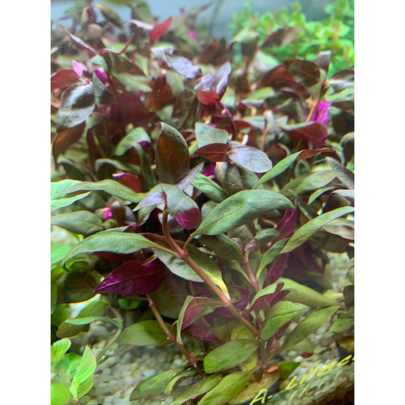 Alternanthera lilacina