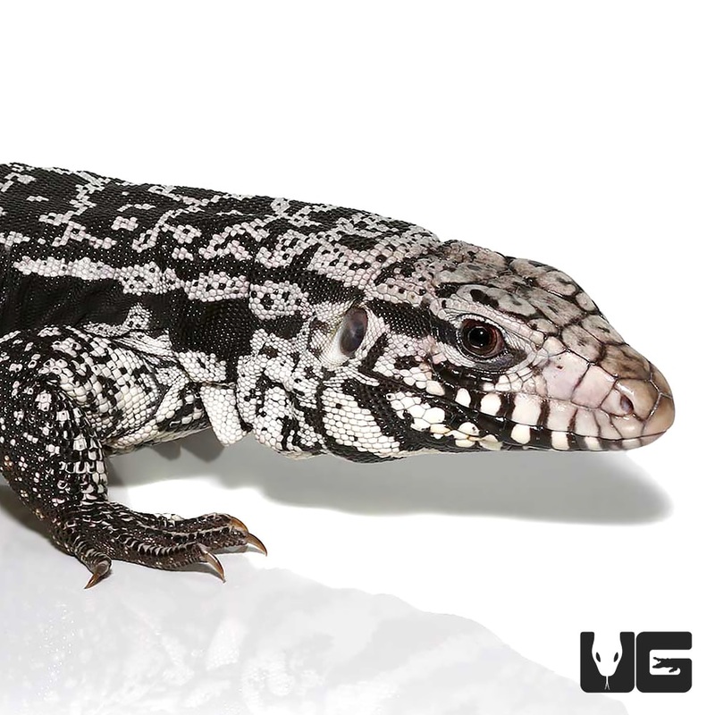 Anery Snowmaker Tegu