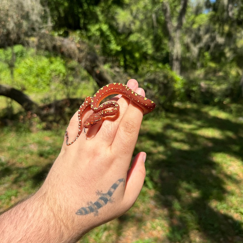 Baby Red Biak Green Tree Python