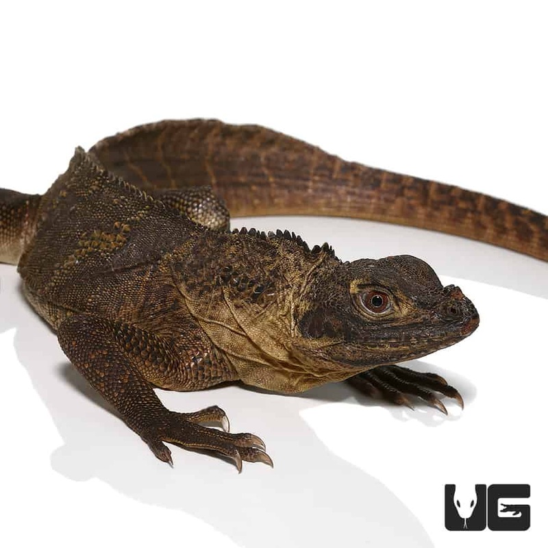 Baby Weber’s Sailfin Dragons For Sale