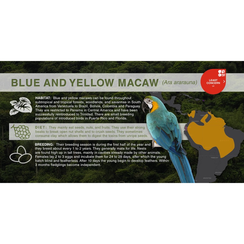Blue and Yellow Macaw (Ara ararauna) – Aluminum Sign No SmartShield