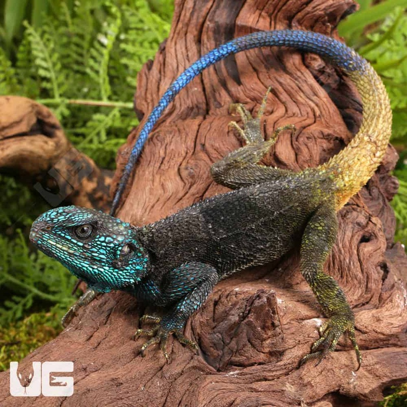 Blue Headed Tree Agamas (Acanthocercus ugandaensis) For Sale