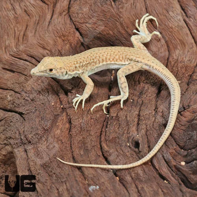 Bosc’s Fringe Fingered Lizard For Sale
