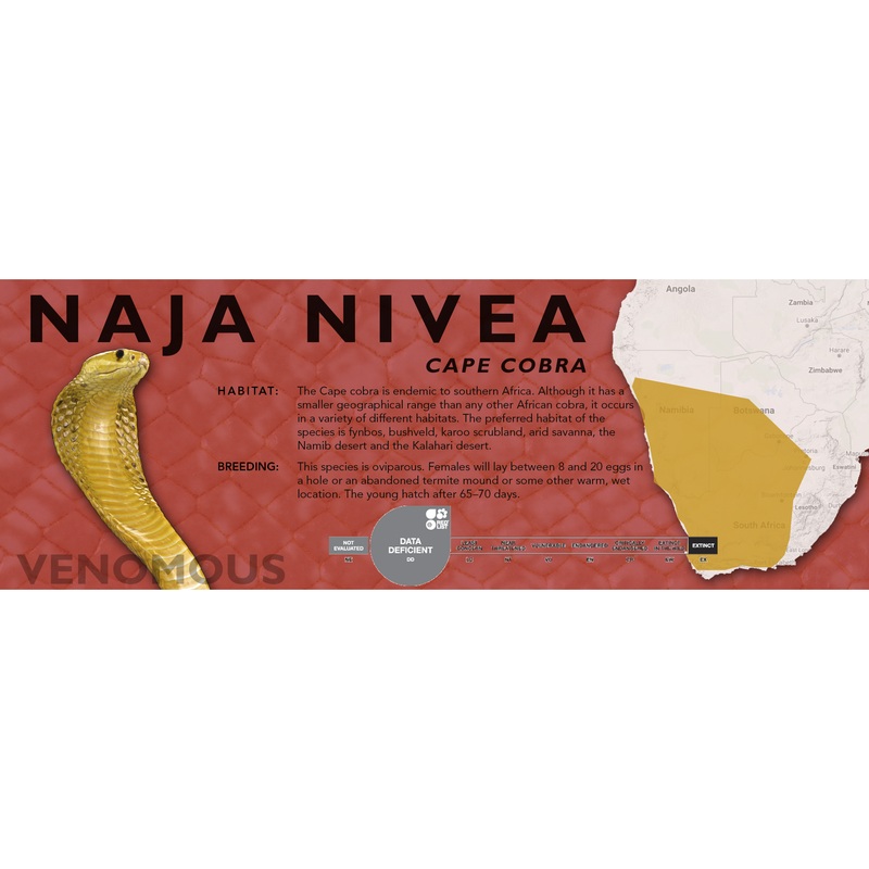 Cape Cobra (Naja nivea) Classic Vivarium Label Original