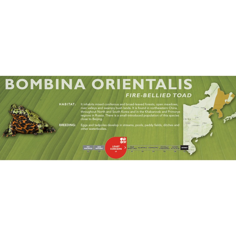 Fire-Bellied Toad (Bombina orientalis) – Classic Vivarium Label