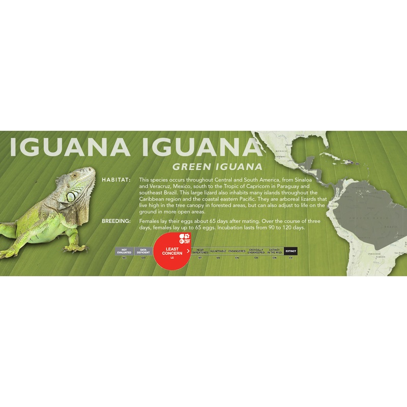 Green Iguana (Iguana iguana) Classic Vivarium Label Green