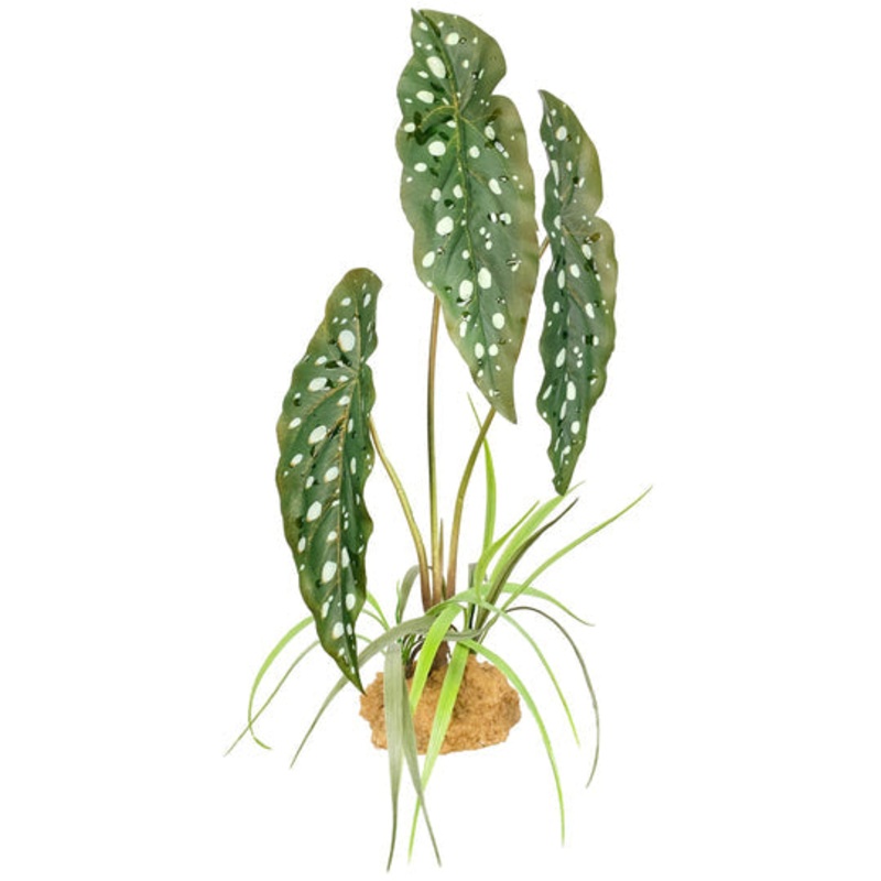 Komodo Begonia 18.9″