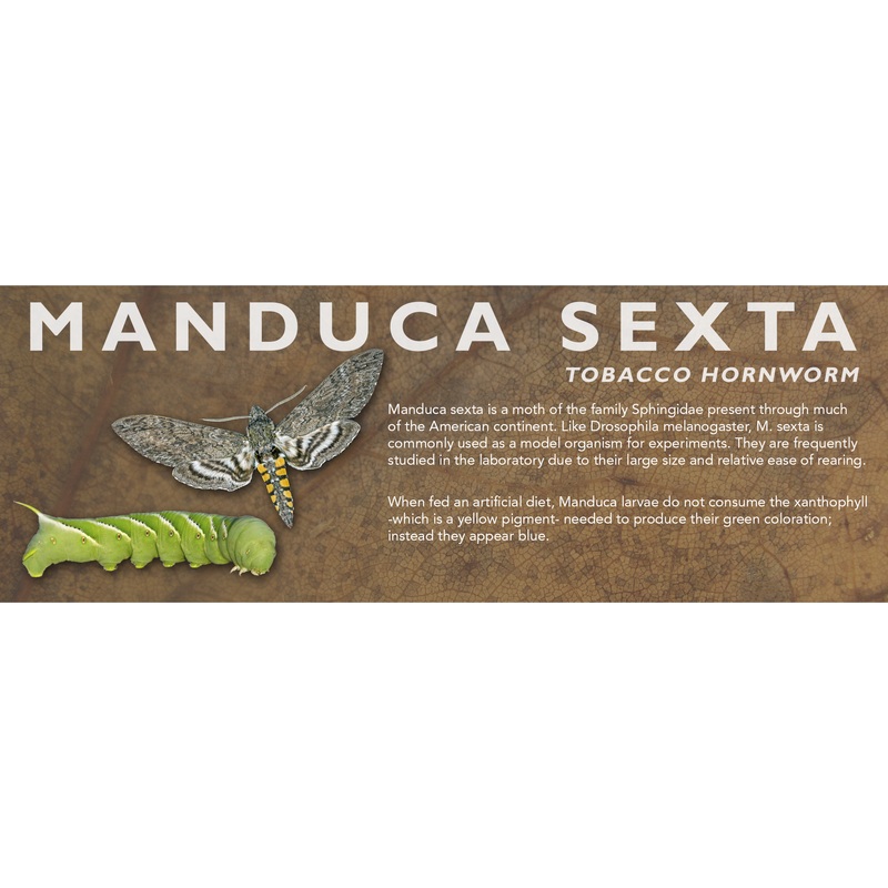 Manduca sexta (Tobacco Hornworm) – Feeder Label Standard Size 7″ x 2.5″