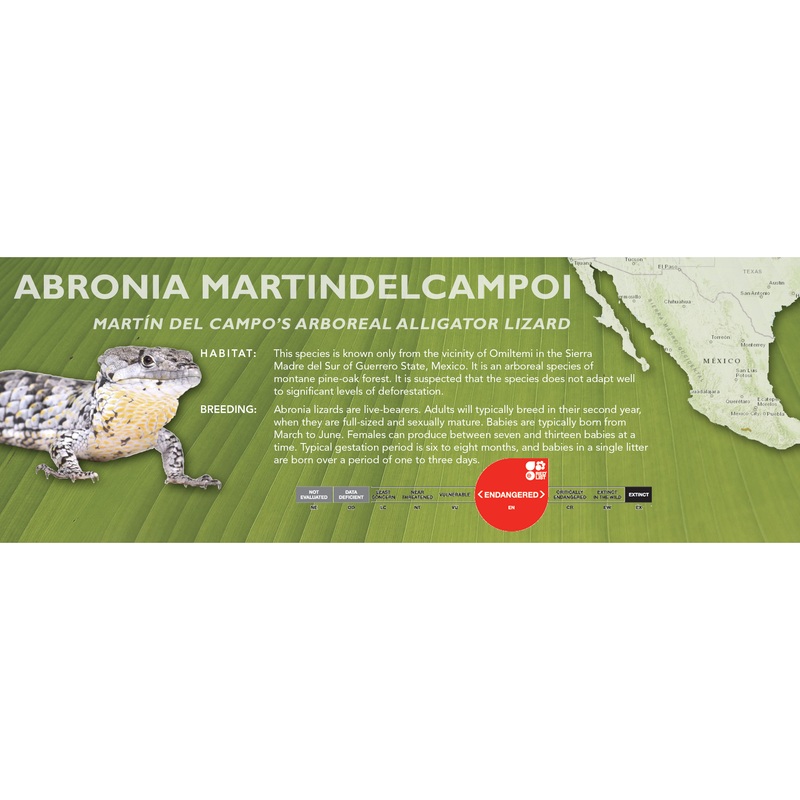Martn del Campos Arboreal Alligator Lizard (Abronia martindelcampoi) Classic Vivarium Label
