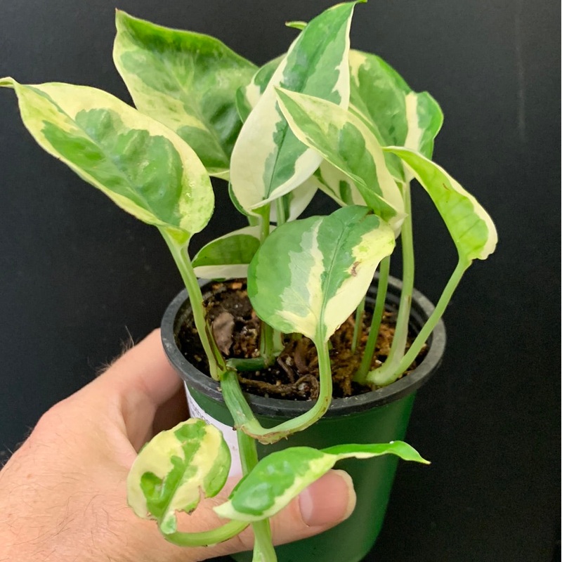 N’Joy Pothos 3.5″ Pot