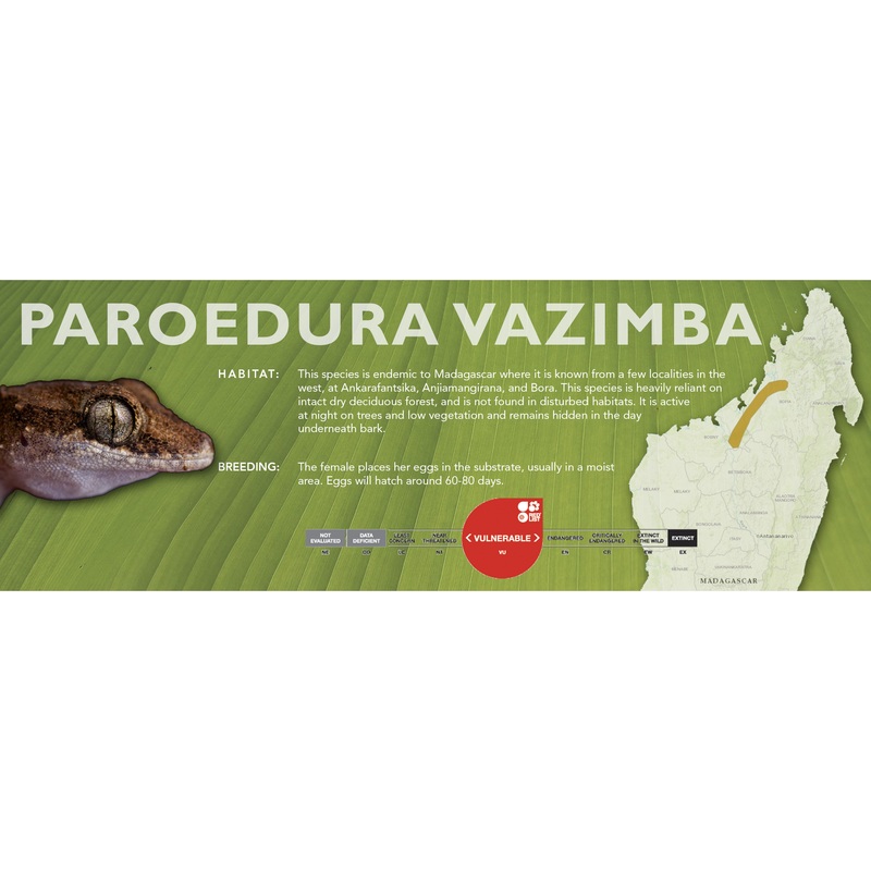 Paroedura vazimba – Classic Vivarium Label