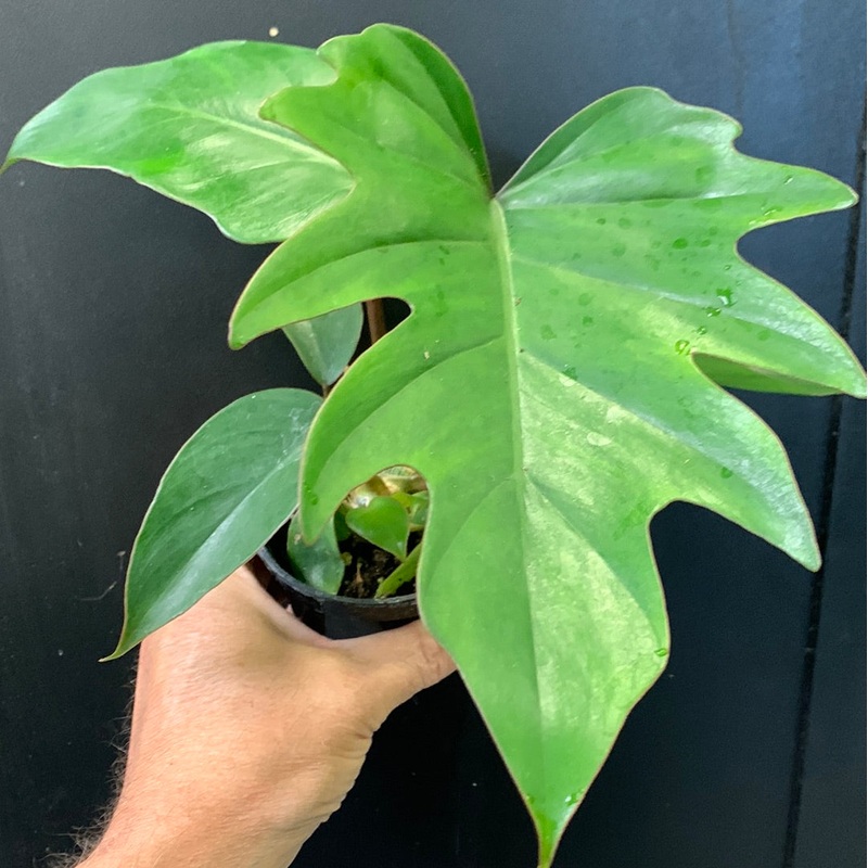 Philodendron mayoi 3.5″ Pot