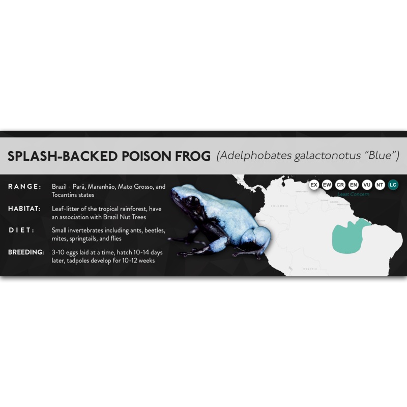 Splash-Backed Poison Frog (Adelphobates galactonotus) – X Label Blue Laminated Paper