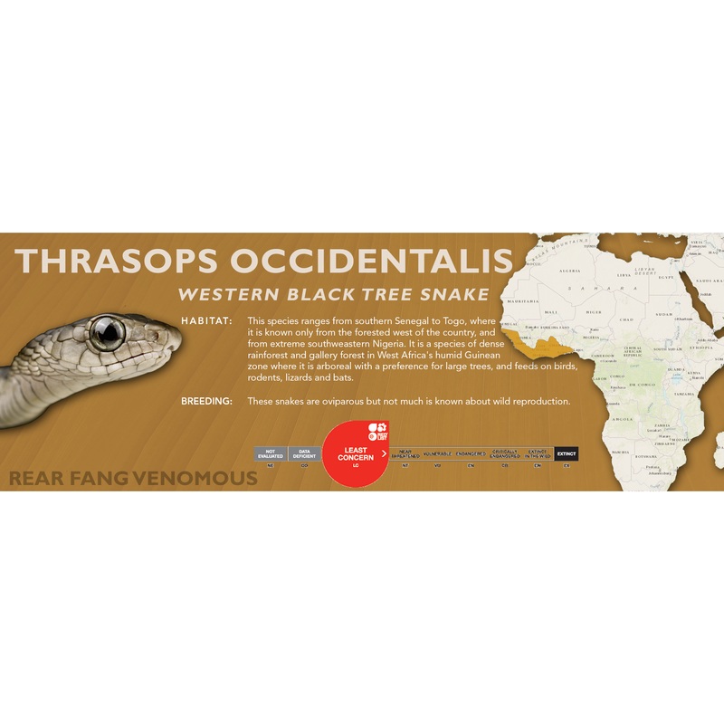 Western Black Tree Snake (Thrasops occidentalis) Classic Vivarium Label