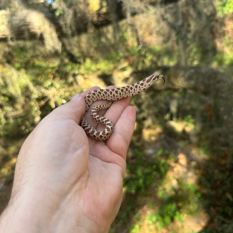 Western Hognose Baby Male