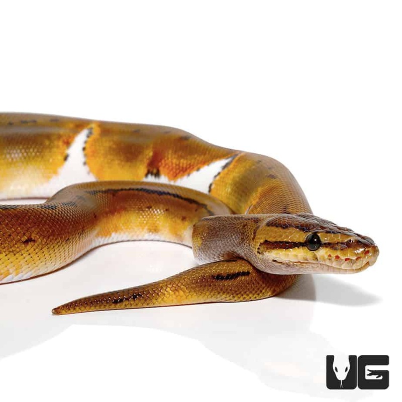 2020 Enchi Pinstriped Pied Ball Python For Sale