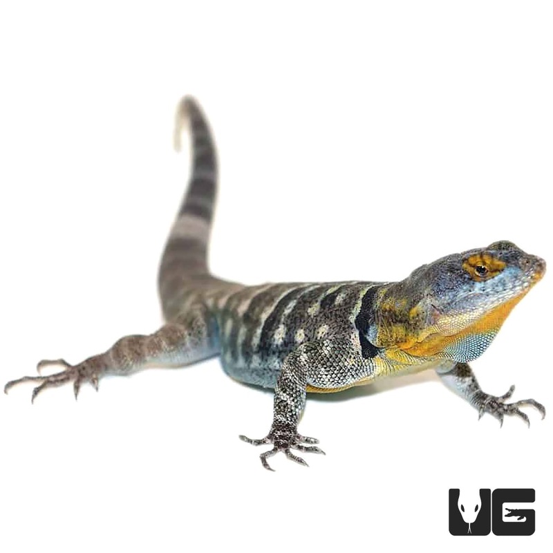 Adult Baja Blue Rock Lizards(Petrosaurus thalassinus) For Sale