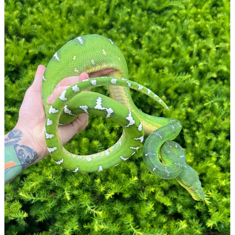 Adult Emerald Tree Boa (Male 3)