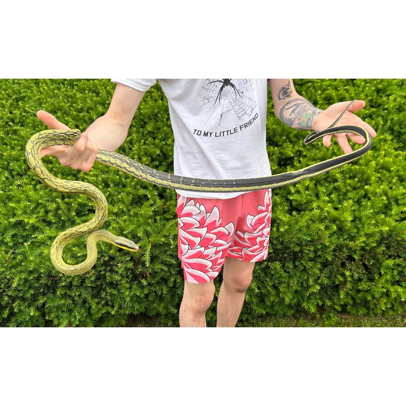 Adult Sumatran Beauty Ratsnake (Male 2)