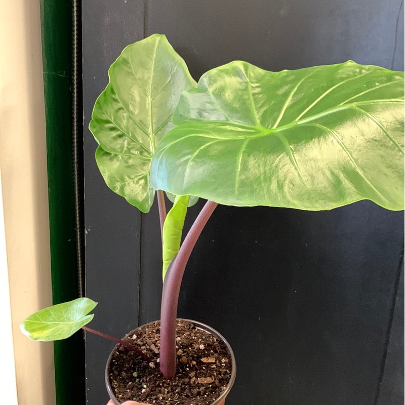 Alocasia Imperial Red