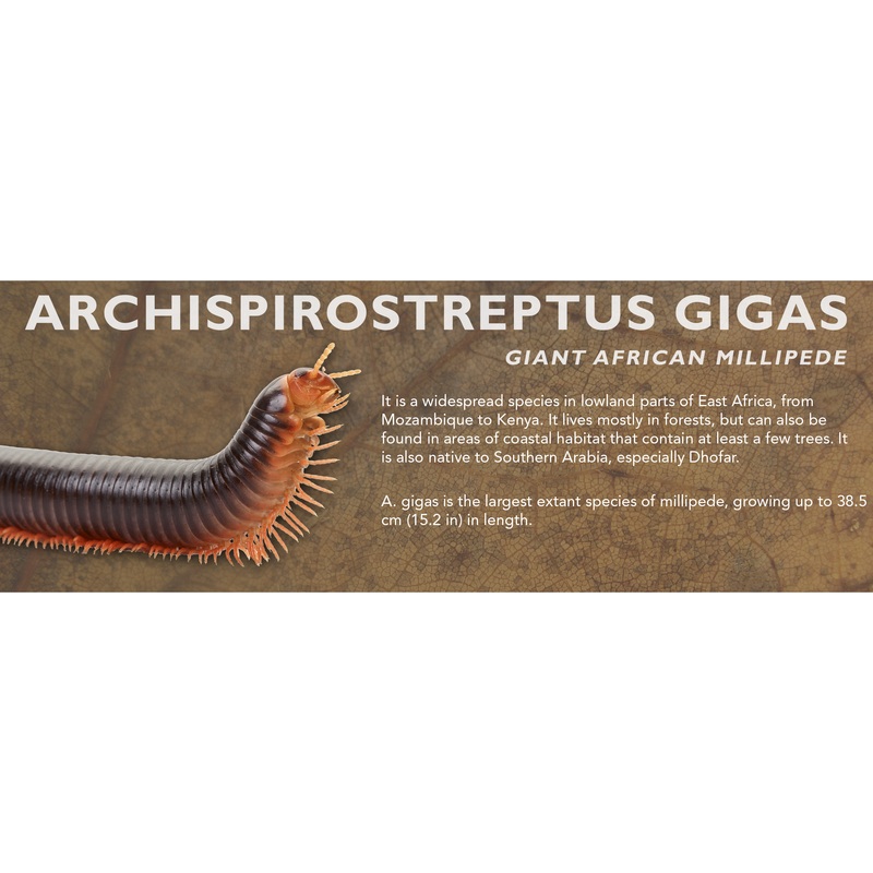 Archispirostreptus gigas – Giant African Millipede Label Standard Size 7″ x 2.5″