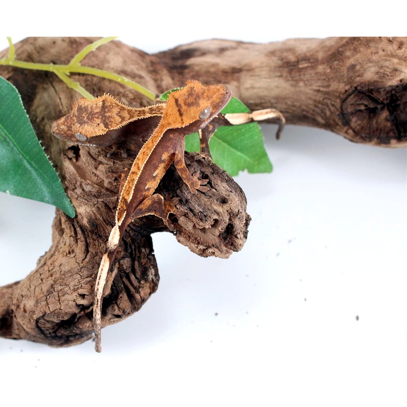 Assorted Partial Pinstripe Crested Gecko