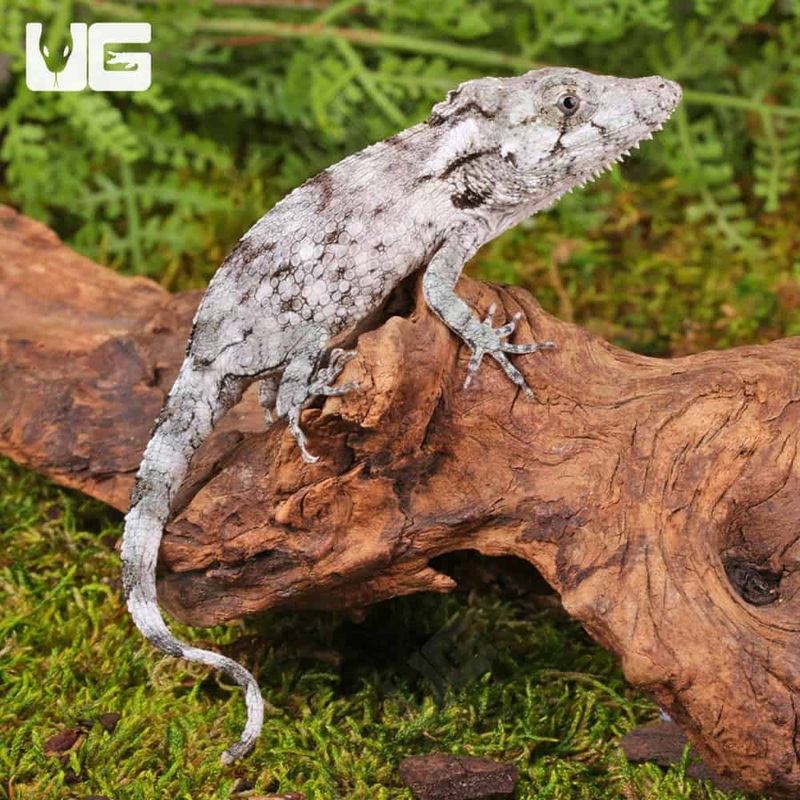 Baby Cuban False Chameleons For Sale