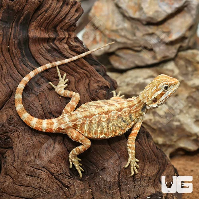 Baby Hypo Inferno Leatherback Bearded Dragons For Sale