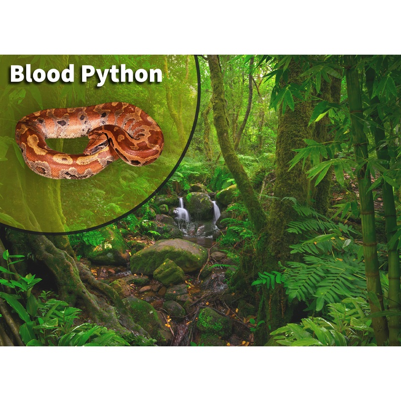 Blood Python (Python brongersmai) Bioactive Vivarium Kit 40 Breeder
