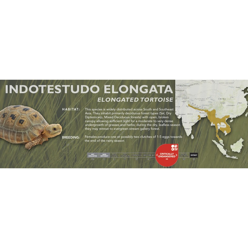 Elongated Tortoise (Indotestudo elongata) – Classic Vivarium Label