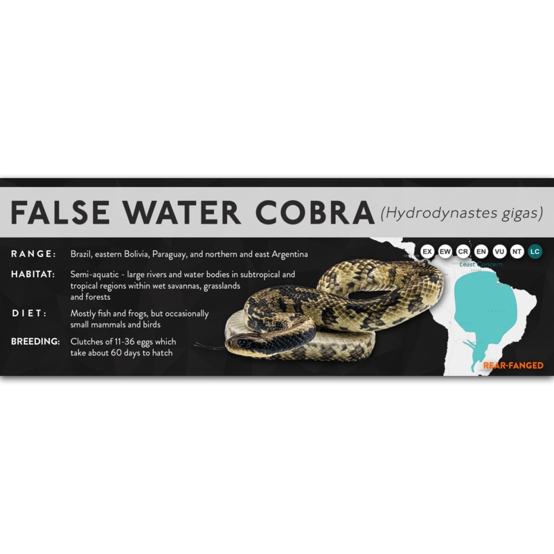 False Water Cobra (Hydrodynastes gigas) – X Label Laminated Paper