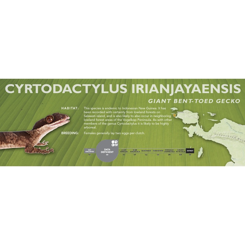Giant Bent-Toed Gecko (Cyrtodactylus irianjayaensis) Classic Vivarium Label