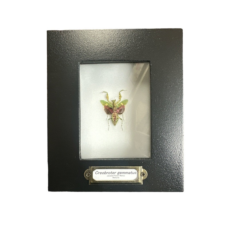Jeweled Flower Mantid (Creobroter gemmatus) – 2×3″ Frame