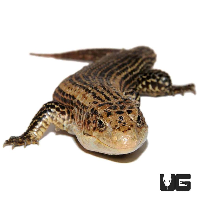 Madagascar Giant Plated Lizard