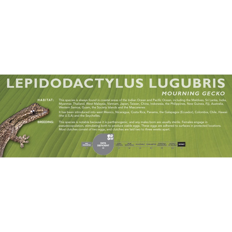 Mourning Gecko (Lepidodactylus lugubris) Classic Vivarium Label