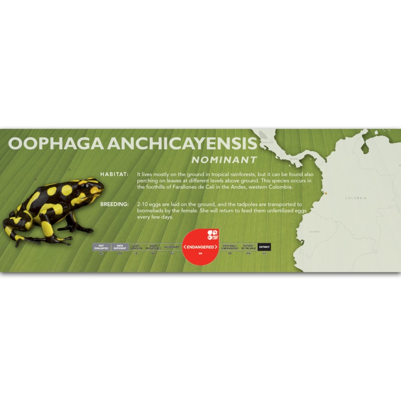 Oophaga anchicayensis – Classic Vivarium Label Nominant