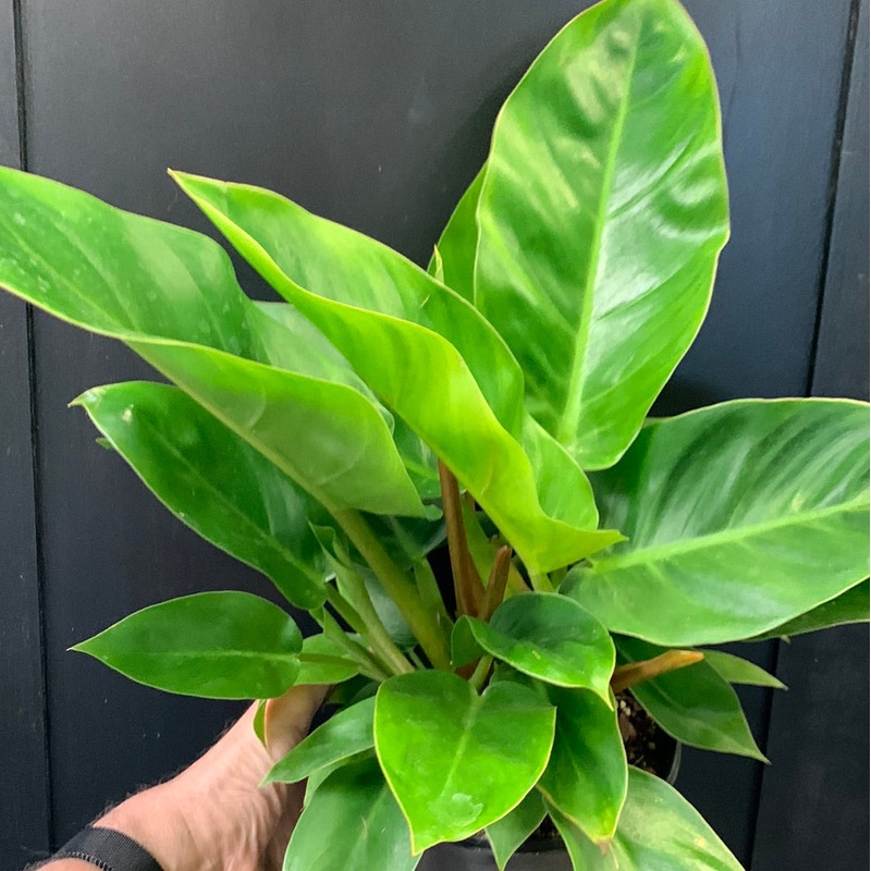 Philodendron Millions 6 pot