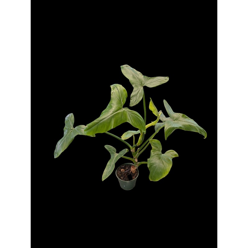 Philodendron sagittifolium