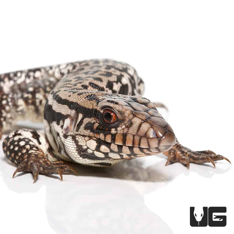 Snowmaker Tegu(Tupinambis merianae X Tupinambis rufescens) For Sale