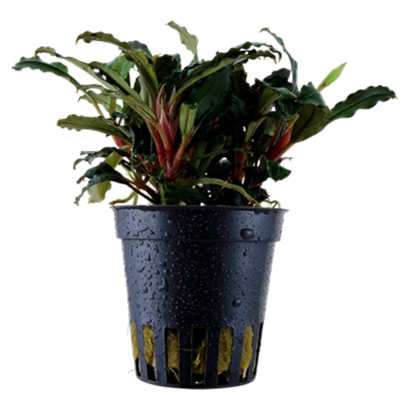 Tropica Bucephalandra sp. Red