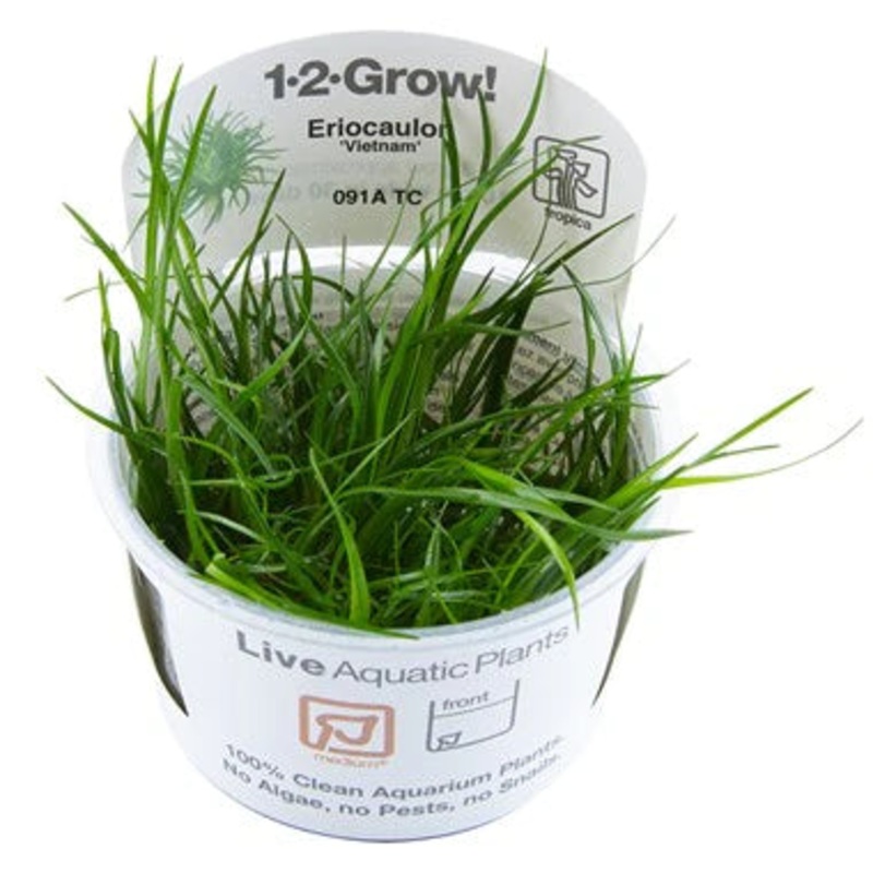 Tropica Eriocaulon ‘Vietnam’ 1-2-Grow