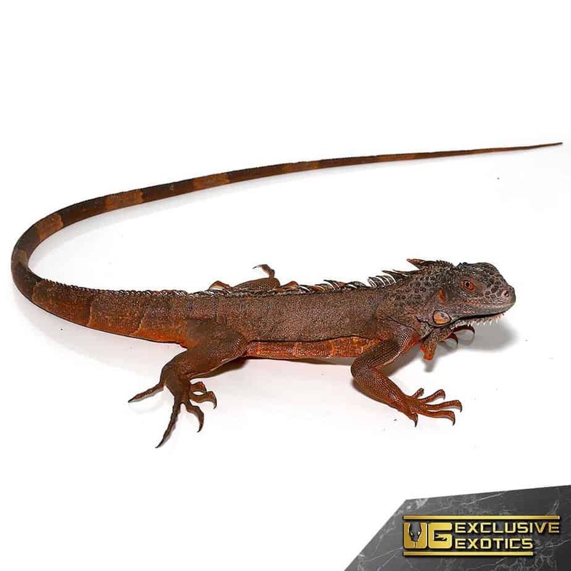 True Red Iguanas For Sale
